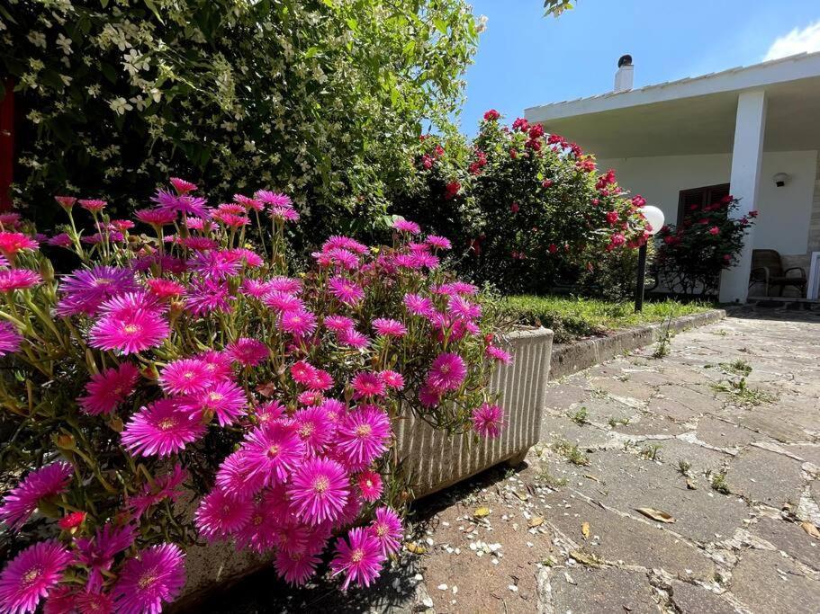 Villa Rose Country Cassano delle Murge Exterior foto